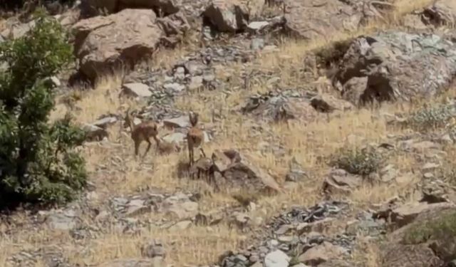 Yüksekova’da dağ keçileri görüntülendi
