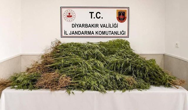 Diyarbakır’da 144 bin 398 kök kenevir ele geçirildi