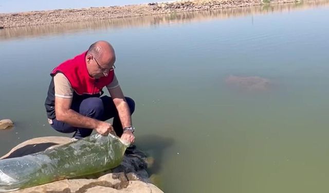 İdil’de Dirsekli göletine 100 bin yavru sazan bırakıldı