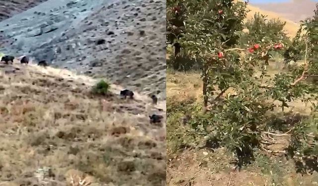Yüksekova’da Hasada Günler Kala Domuz Sürüsü Bahçeyi Talana Çevirdi!