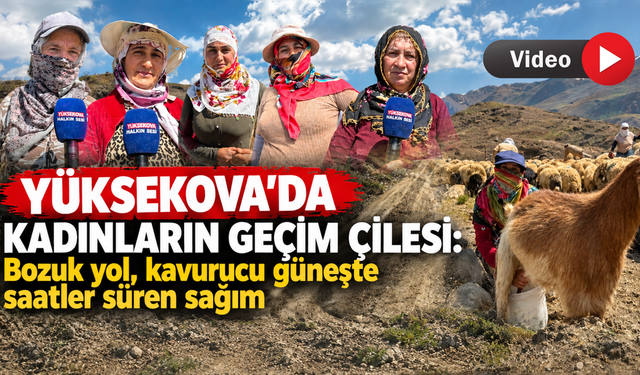 Kadınların geçim çilesi: Bozuk yol, kavurucu güneşte saatler süren sağım