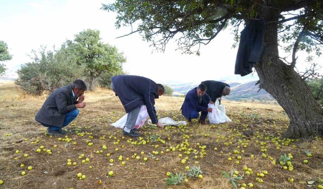 Muş’ta 110 bin ahlat ağacında armut hasadı sürüyor
