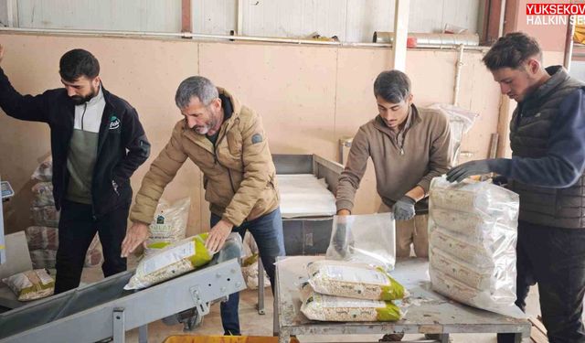 Bitlis, tohumluk kuru fasulye üretiminde Türkiye birincisi