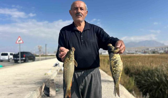 Van’da amatör balıkçıların aynalı sazan mesaisi