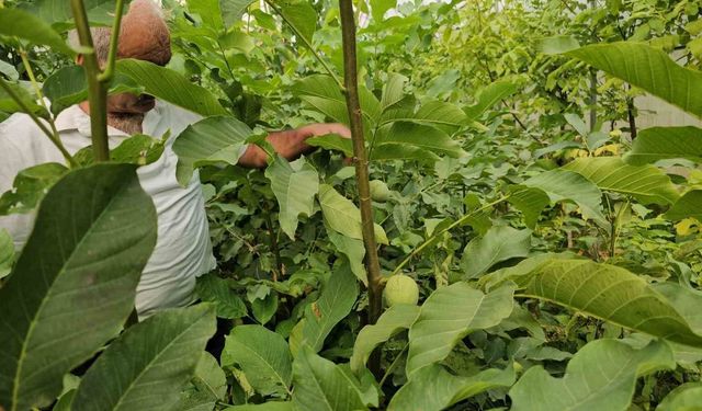 Tescilli Adilcevaz ceviz fidanları Türkiye’nin dahi dört bir yanına gönderiliyor