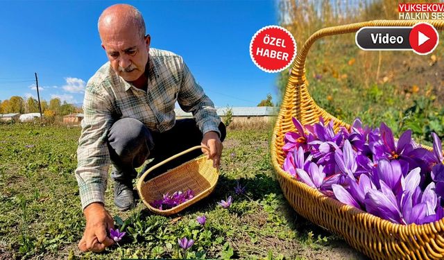 Esnaflığı bıraktı, toprağa yöneldi: Kilosu 900 bin lira olan ürünle hayatı değişti