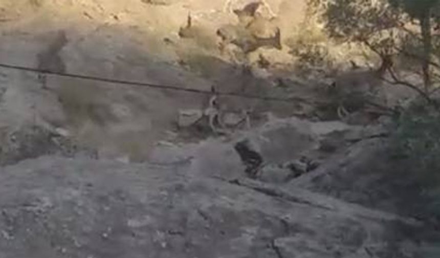 Yüksekova’da sürü halinde dağ keçisi görüntülendi