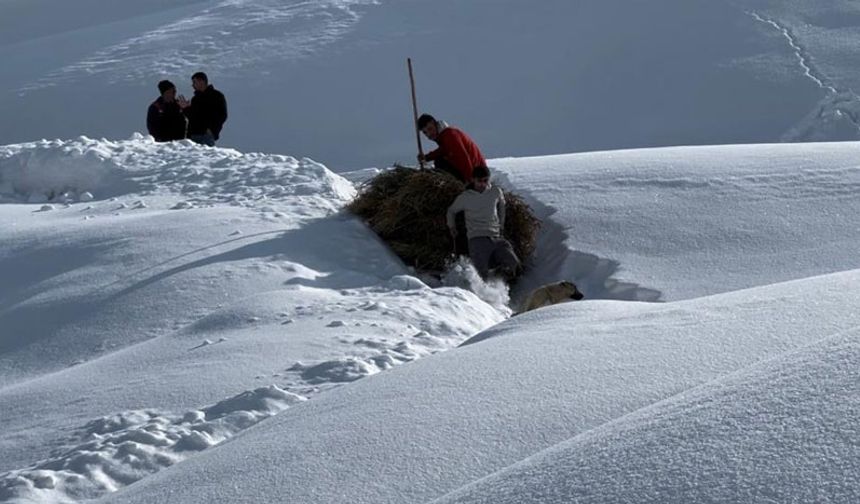 Hakkâri’nin Yüksekova ilçesine 34 kilometre uzaklıkta bulunan Bağdaş (PERANÎS) Köyü'nün Ericik Mezrasında yaşayan besiciler, hayvanlarının bakımını bahar ve yaz mevsiminde yayla ile meralarda, kış mevsiminde ise ağıllarda yapıyor.