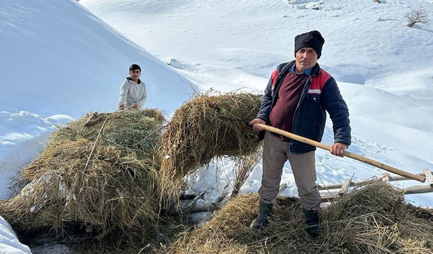 Soğuk havaya rağmen her gün sabahın ilk saatlerinde işe koyulan besiciler, yazın tarla, mera ve yaylalarda biçtikleri otları, kar altından güçlükle çıkarıp kızaklarla kar örtüsünün üzerine sererek hayvanlarını yemliyor.