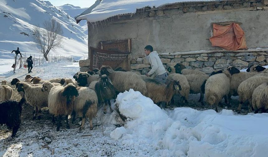 Bu yıl erken yağan kar nedeniyle zorlu kış mesailerine de erken başlayan besiciler, hayvanlarını evlerinin önünde karın üzerine bıraktıkları otlarla besliyor.