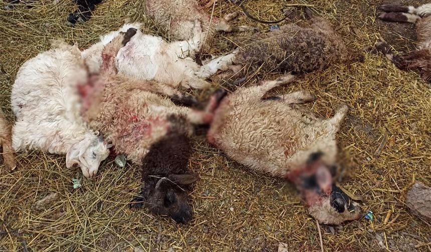 Yüksekova'da kurt saldırısı: 17 koyun telef oldu