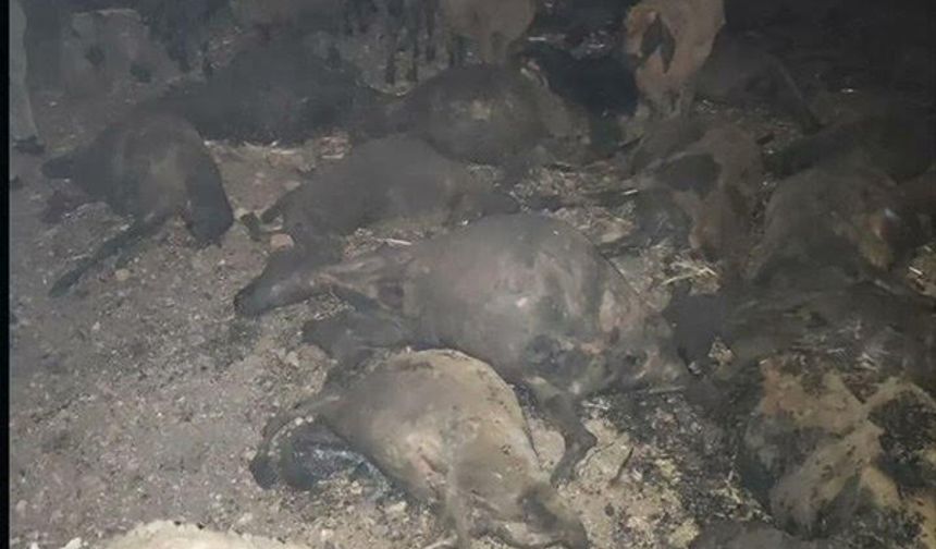 Köylüler elektrik tellerinden çıkan kıvılcımların neden olduğu yangının kısa sürede Göksu Barajı'na kadar devam ettiğini söyledi.
Bir köylü yangının akşam saat 21.00 gibi elektrik direğinden çıkan kıvılcımla başladığını belirtti. Yangının yere yayılmasıyla mahallelilere haber verdiğini söyleyen kadın, yangının rüzgârın etkisiyle birden hızlandığını belirtti.