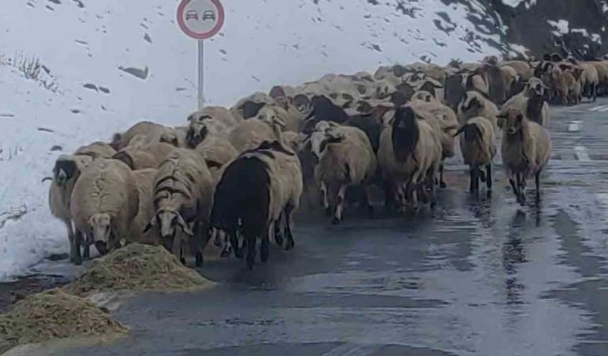 Van’da besicilerin zorlu kış mesaisi başladı