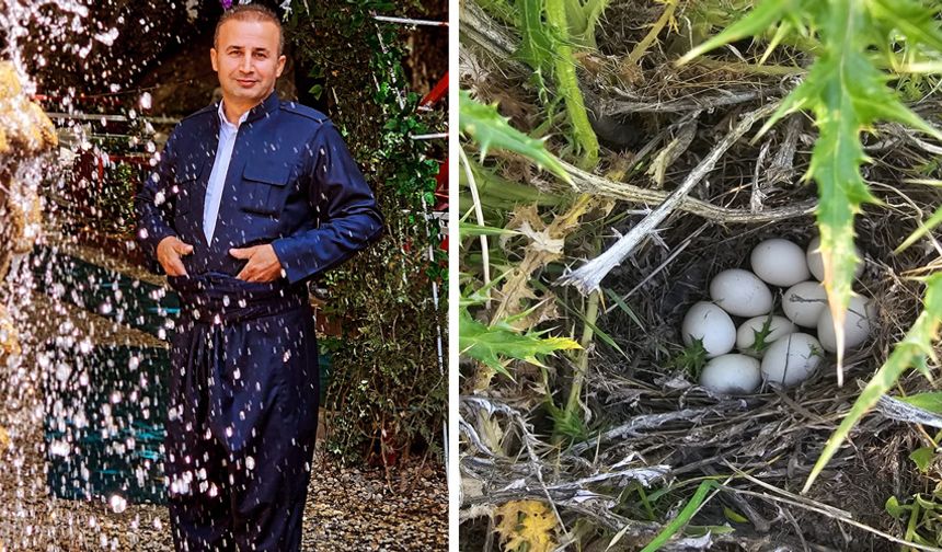 Derecikli Vatandaş Keklik Yumurtalarını Korumaya Aldı