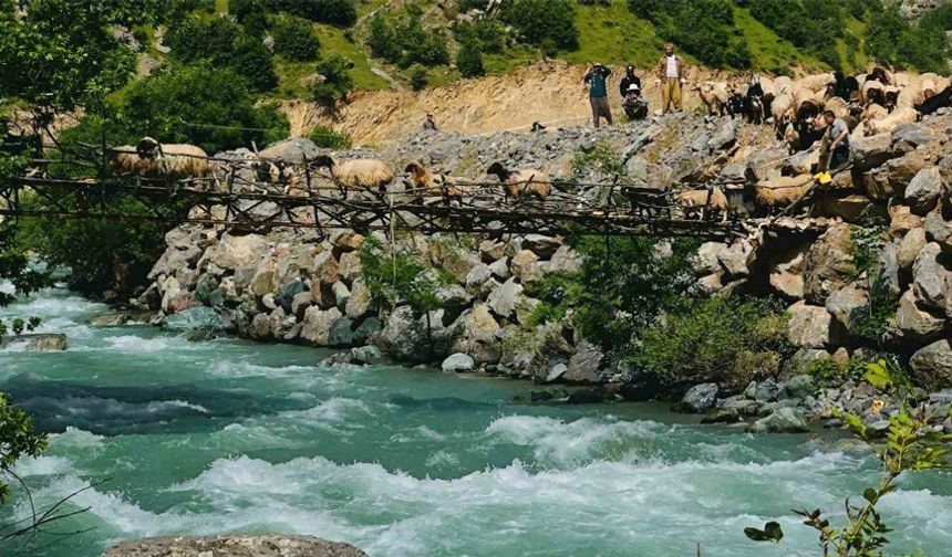 Avaşin Deresi’ndeki asma köprüden geçen koyun sürüsü görenleri hayran bıraktı