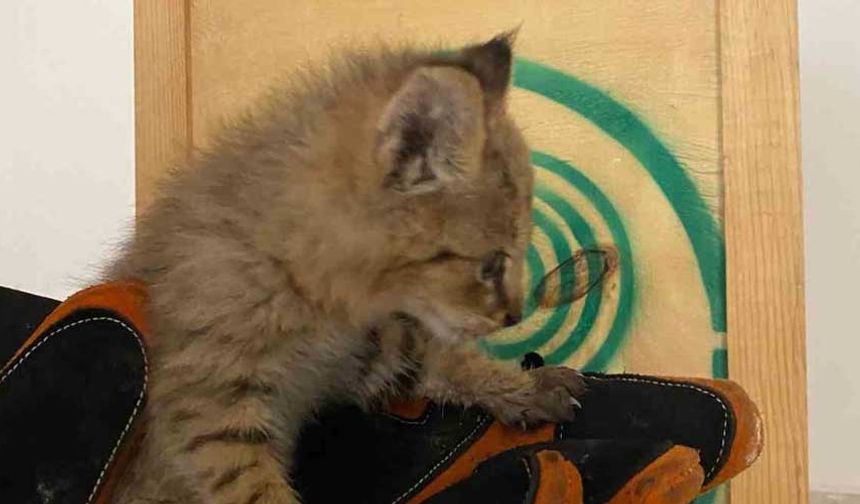 Şırnak’ta nadir görülen saz kedisi yavrusu bulundu