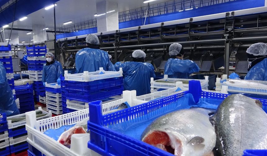 Doğu Karadeniz’de somon hasadı başladı