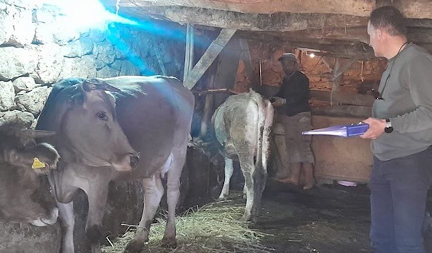 Yüksekova'da hayvanları kimliklendirme çalışması sürüyor