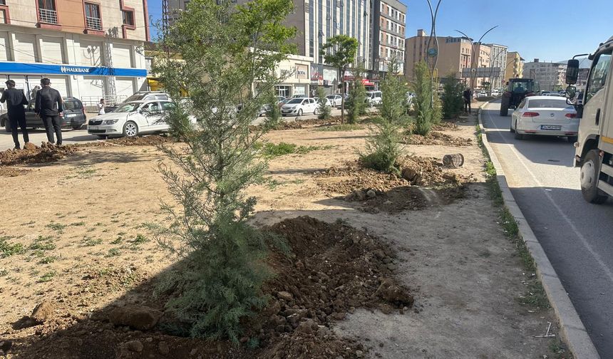 Yüksekova’da Orta Refüj 4 Bin Fidanla Yeşillendiriliyor