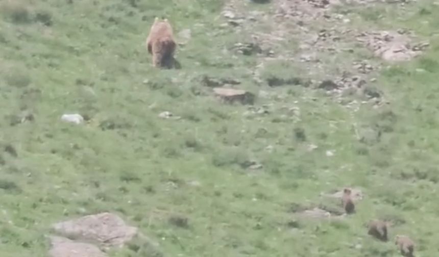 Hakkari'de anne ayı ve yavruları görüntülendi