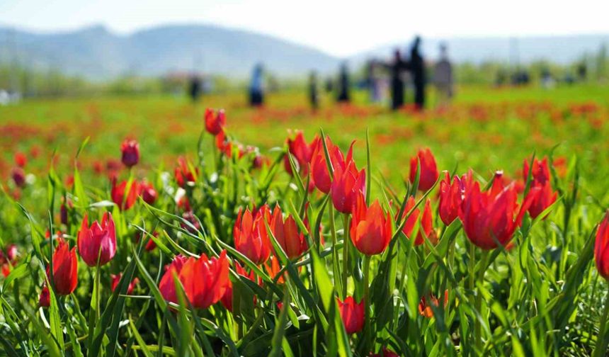Muş’ta 20 günlük "lale devri" başladı