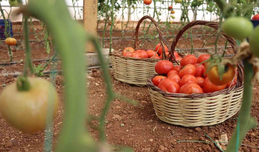 Şanlıurfa’da sebzeler hem sofraya hem de ekonomiye katkı sağlıyor