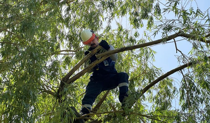 Vedaş ekipleri elektrik kesintilerine neden olan ağaçlar için harekete geçti