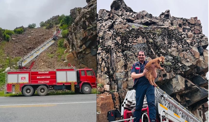 Hakkari’de kayalıklarda mahsur kalan keçi yavrusu kurtarıldı