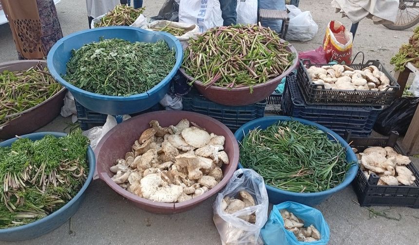 Yüksekova’da Mantarın Kilo Fiyatı Belli Oldu! Etle Yarışıyor