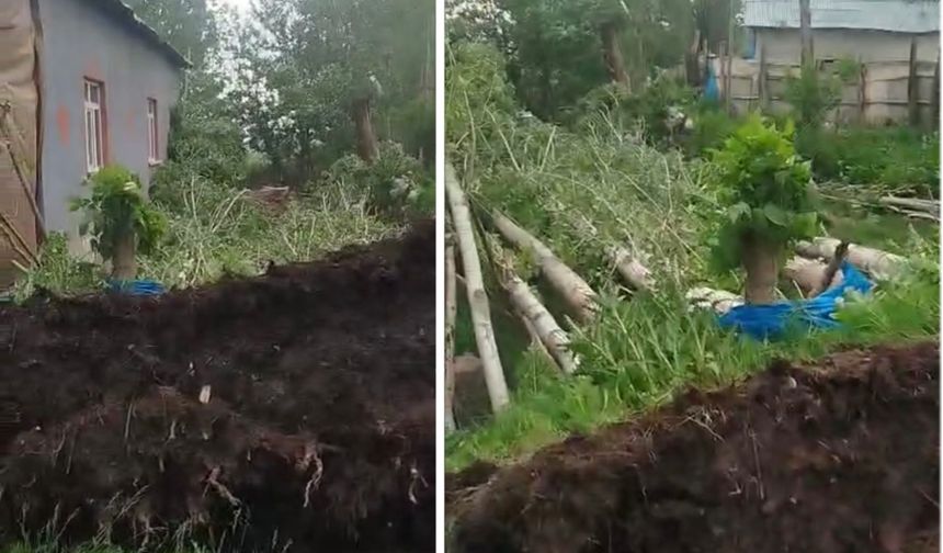 Yüksekova’da Kuvvetli Rüzgar ve Fırtına Ağaçları Yerinden Söktü