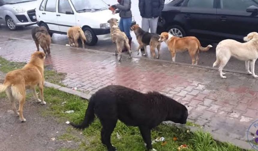 Resmî Gazete’de Yayımlandı: Hakkari’de Sahipsiz Hayvanlar için karar!