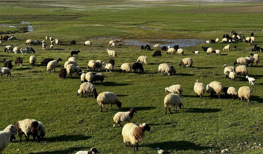 Hakkari’de Kurban Bayramı Öncesi 15 Maddelik Şap Tedbiri