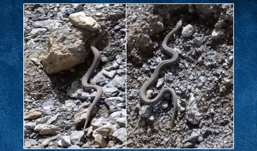 Dağlıca’da Engerek Yılanı Görüldü