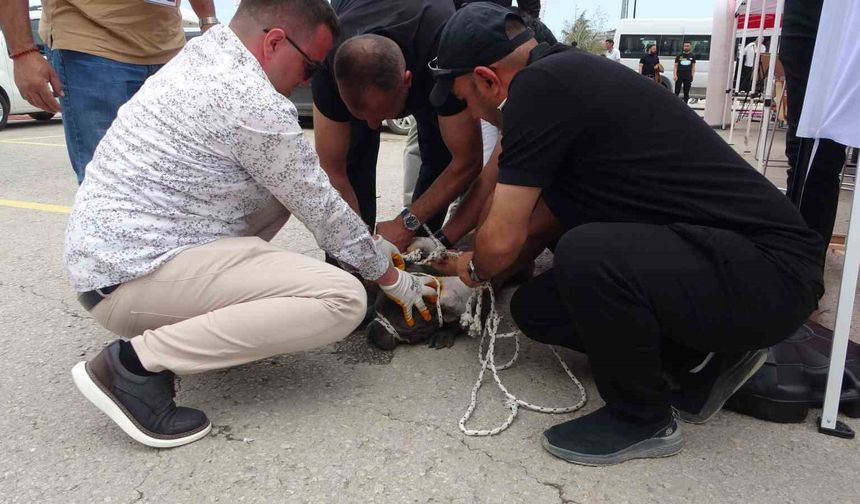 Malatya’da etkinlikte pitbull dehşeti: Bir kadın yaralandı