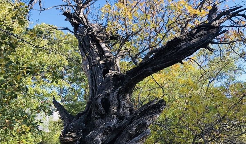 Arapgir’de 800 Yıllık Menengiç ağacı için tescil çalışması