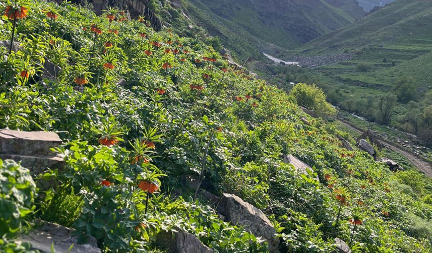 Hakkari'de Ters Laleler Çiçek Açtı: Koparana 577 Bin TL Ceza