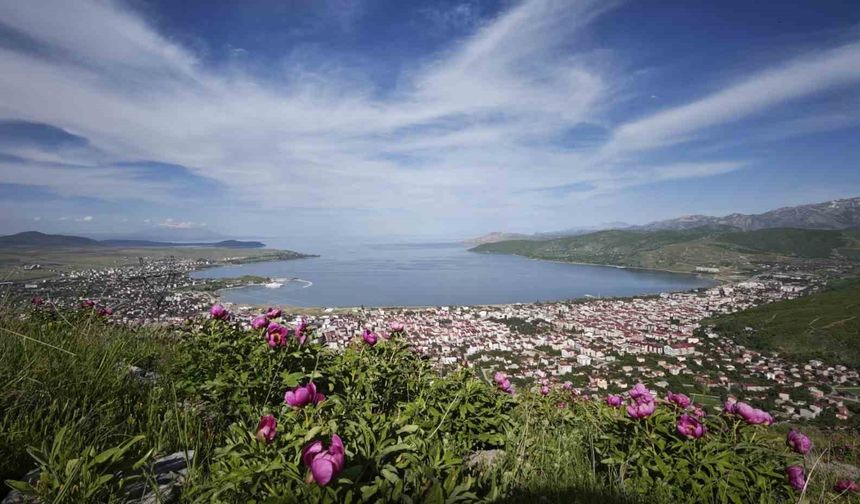 Tatvan’da şakayık çiçekleri görsel şölen sunuyor