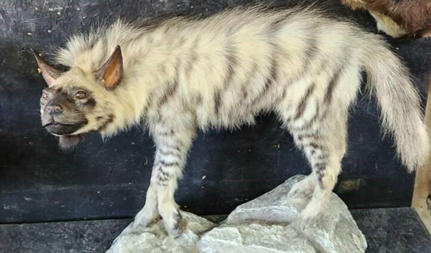 Çizgili sırtlanın tahniti yaptırıldı