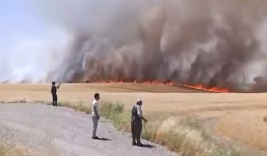 Diyarbakır’da bin dönümden fazla biçilmemiş buğday ve arpa yangında kül oldu