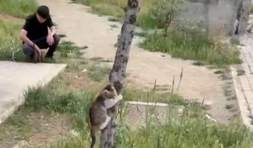 İki Kardeşin Şefkati İki Yavru Kediyi Hayata Bağladı