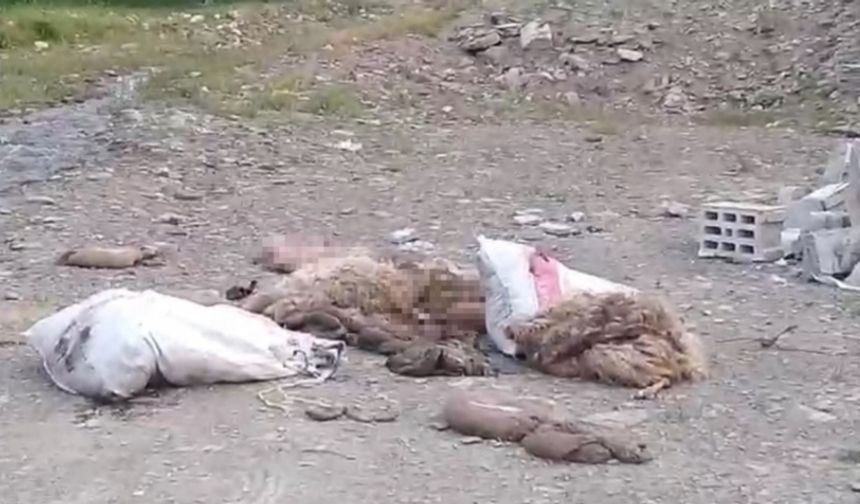 Yüksekova’da sakatatların yol kenarına atılmasına tepki