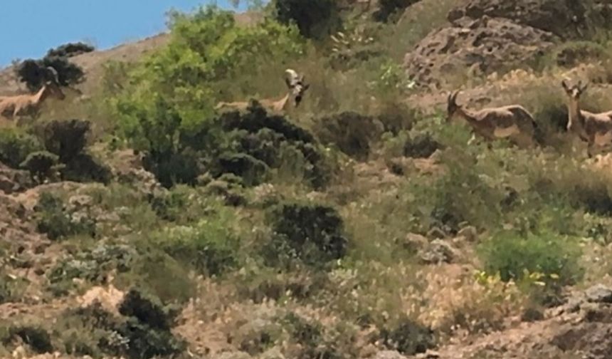 Yüksekova’da dağ keçileri görüntülendi