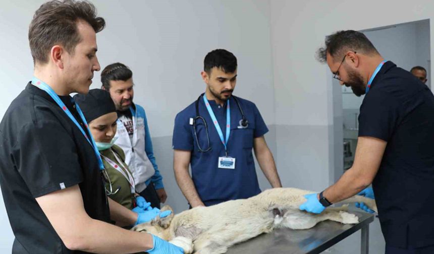 Üniversite desteğiyle en az 200 sokak köpeği kısırlaştırıldı
