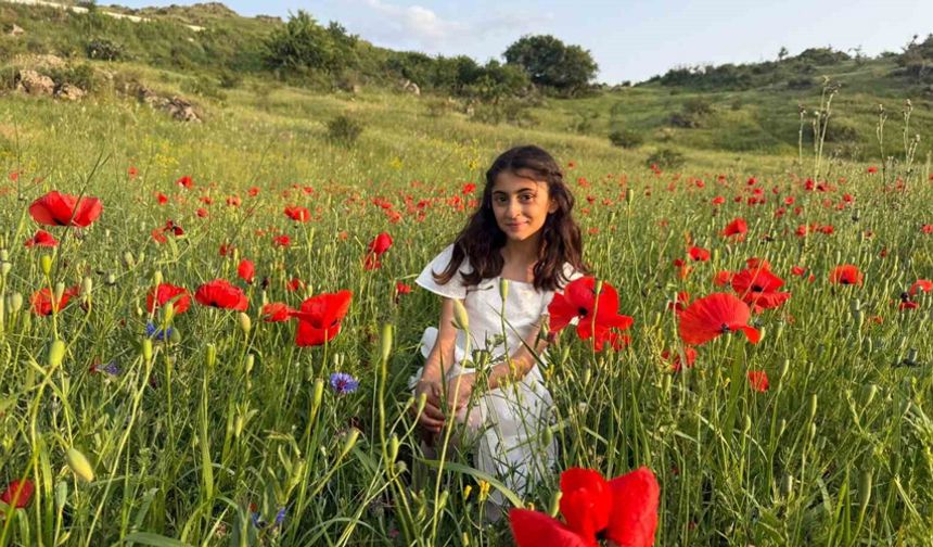 Iğdır’da gelincik tarlaları görsel şölen sunuyor