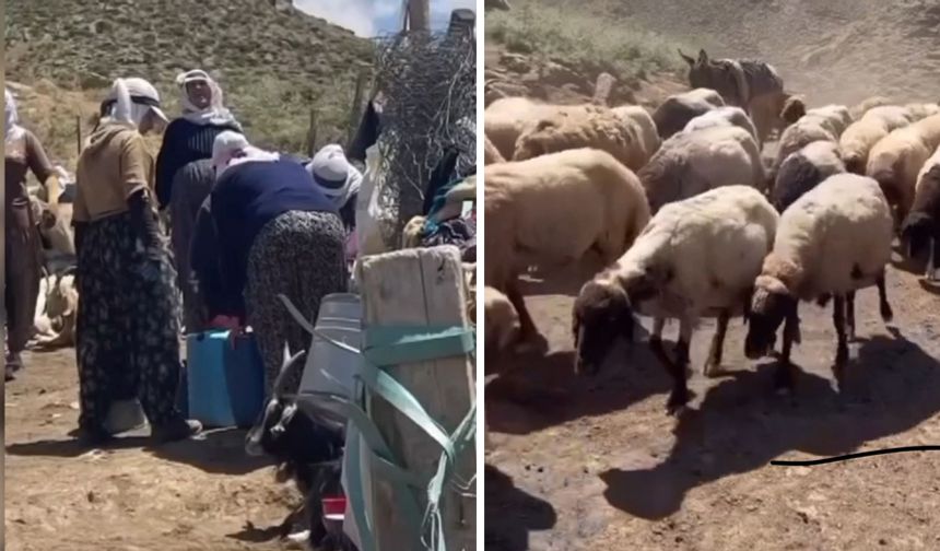 Yüksekova’da Yaz Mesaisi: Berivanlar Sıcaklara Aldırmadan Yayla Yolunda