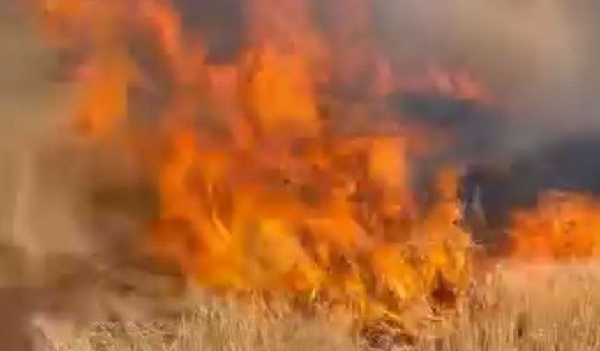 Şanlıurfa’da buğday tarlası küle döndü