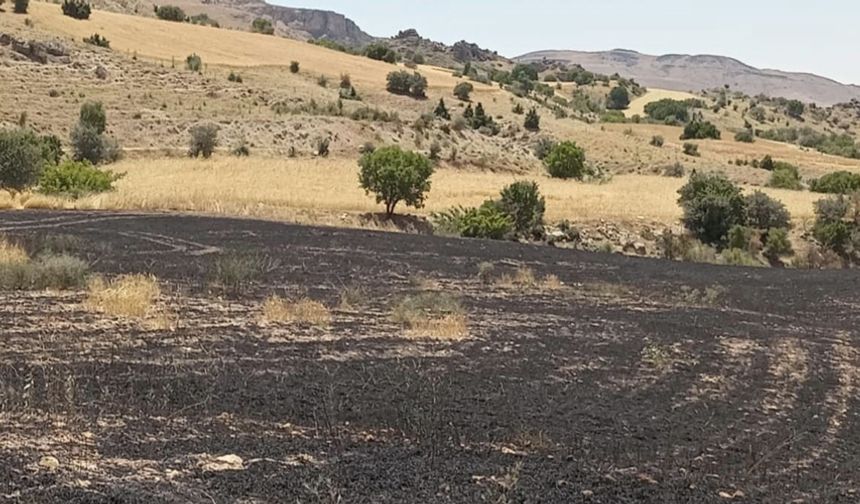 Tunceli’de 34 dönüm arpa yangında kül oldu