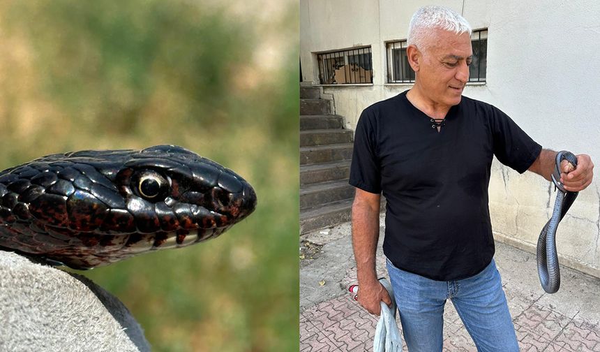 Tuvalete giren karayılan, yakalanarak doğal ortamına bırakıldı