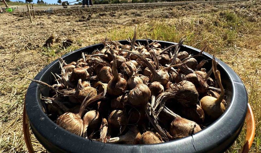 Dünyanın en pahallı baharatı Safran toprakla buluşuyor