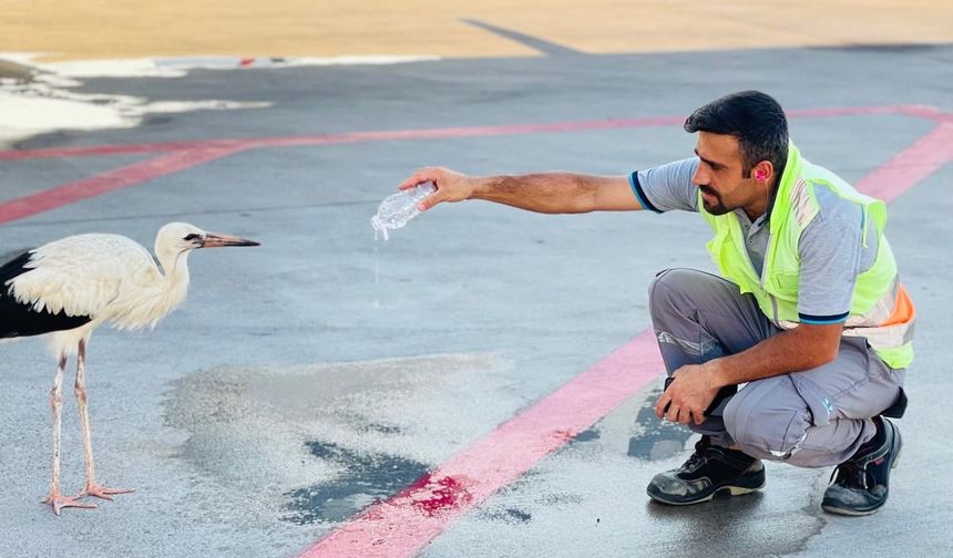 Yüksekovalı Fırat, Antalya Havalimanı’nda Susuz Leyleğe Can Suyu Oldu